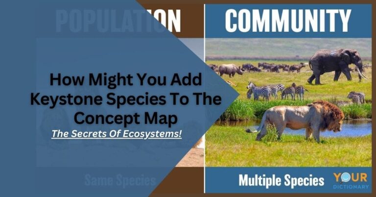 How Might You Add Keystone Species To The Concept Map – The Secrets Of Ecosystems!