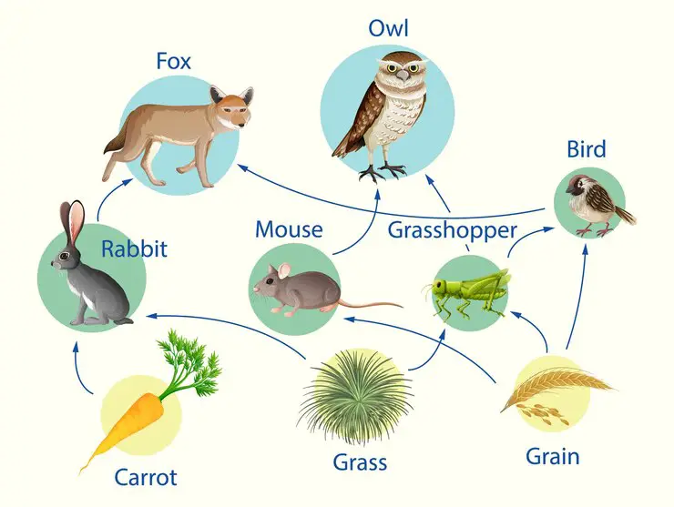 How Might You Add Keystone Species To The Concept Map